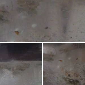Eggs 11days
