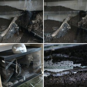 Aneides lugubris tank