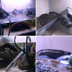kweichowensis tank