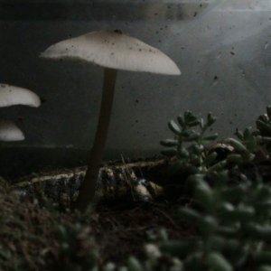 Fungi