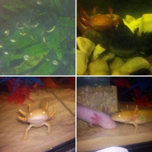 My Axolotls