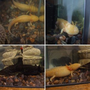 Super Kami Guru and Nail - Family Album