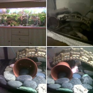 My axolotls and tank :)