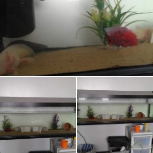 for sale
