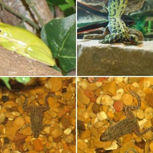 Other specimens