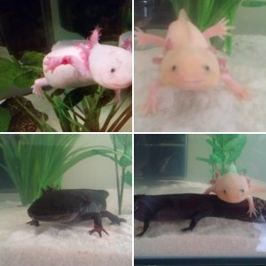 Eric and Ernie, my axolotls