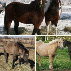 The Horses
