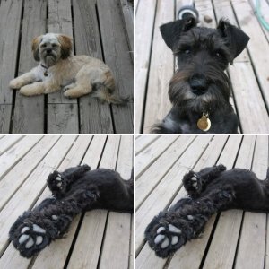 The Dogs