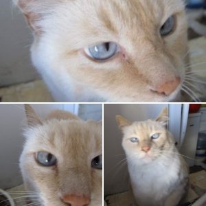 The Cats