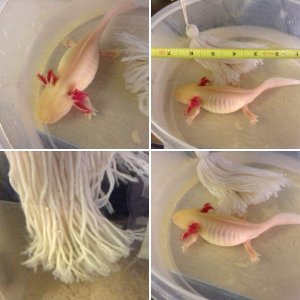 Axolotl