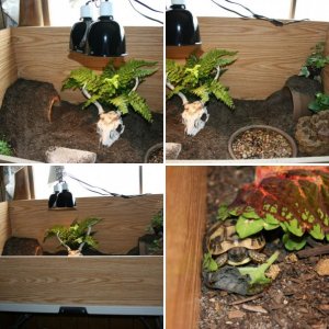 The Tortoises