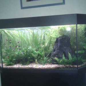 fishtanks