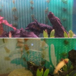 Aquarium Set Up