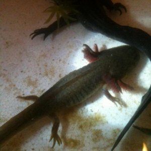 Axolotls
