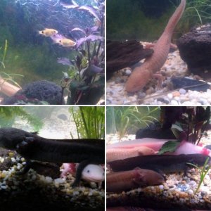my beautiful axolotls