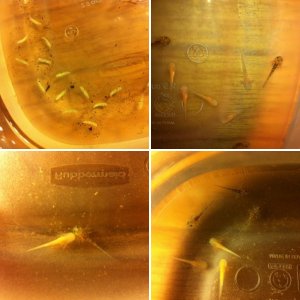 eggs and larvae