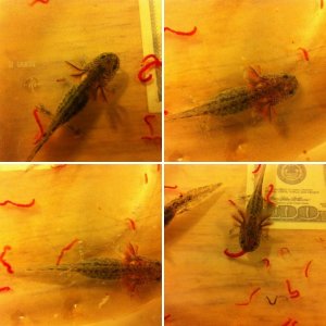 Axolotl Juvies