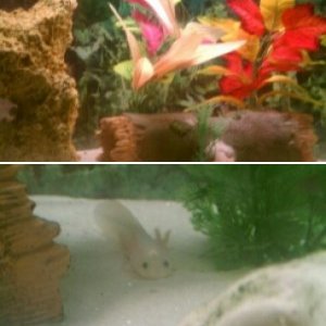 darwin