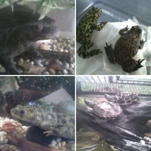 My Animals ^p^