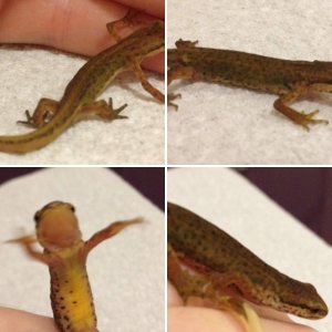 newts