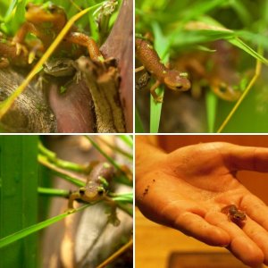 Taricha torosa