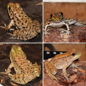 Green Frogs