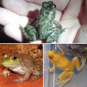 Bullfrogs