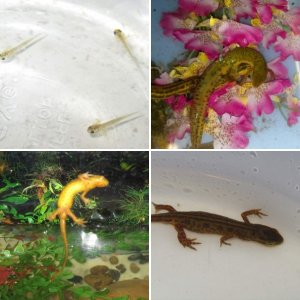 Eastern Newts