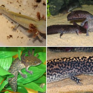 Ambystoma andersoni
