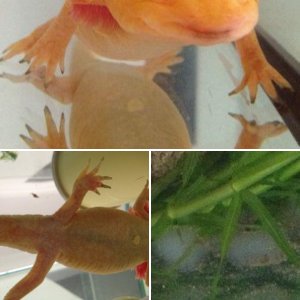axolotl