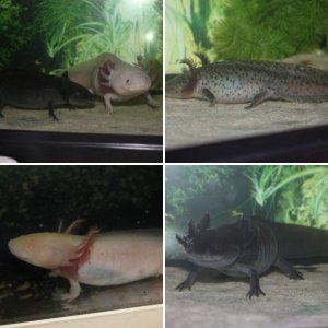 my axies