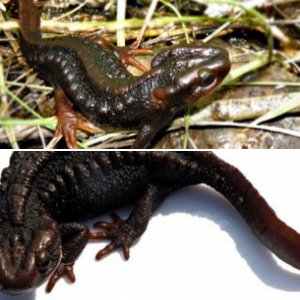 Tylototriton verrucossus