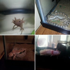 Pets