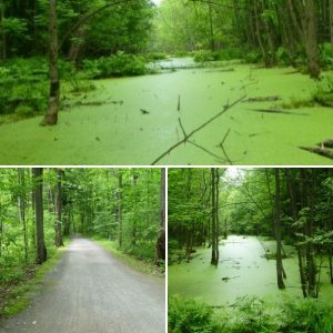 Cool forest