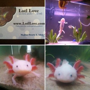 My Axolotls