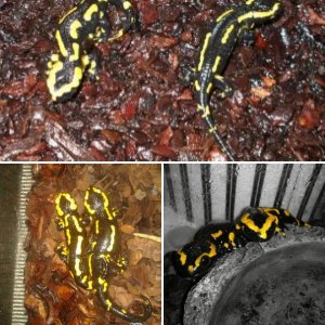 My salamanders