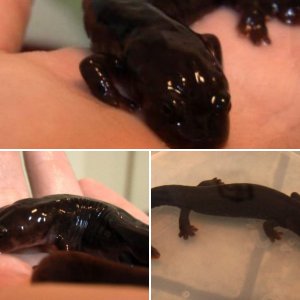 Paddletail Newts