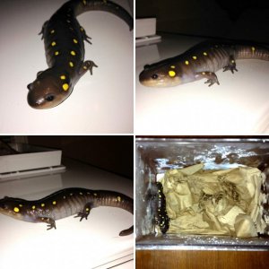 My salamanders