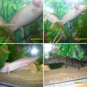 My Axies