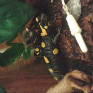 Fire Salamanders