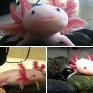 squishies