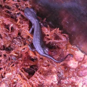sick newt