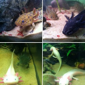 My Axies