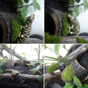 my sal pics