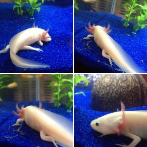Cecil the Axolotl