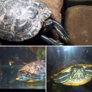 Tub-tub the turtle!