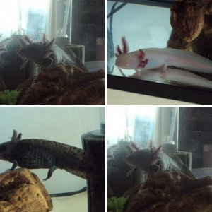 axolotls