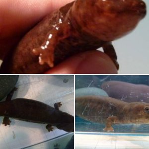 Paddletail Newt Bloat