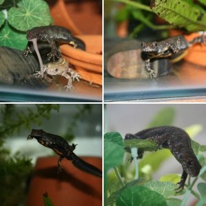 Triturus carnifex