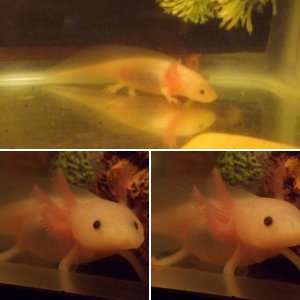 Axies